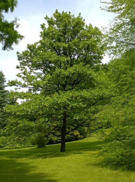 Quercus marilandica / Schwarz-Eiche, großer Laubbaum mit breiter Krone und dichtem grünen Laub.