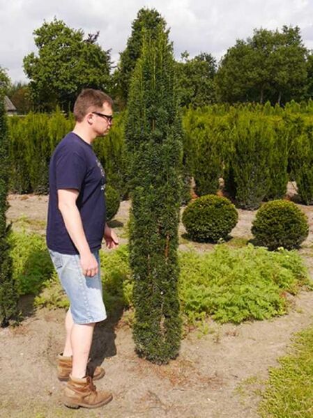 Taxus baccata 'Fastigiata Robusta' / Schmale Säulen-Eibe, Solitär 200-250 cm mit Drahtballen, schlanker säulenförmiger Wuchs