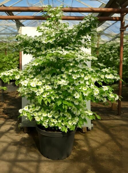 Viburnum plicatum 'Pink Beauty' / Japanischer Schneeball 'Pink Beauty', 200-250 cm, C80, Strauch im Container mit weißen Blüten.