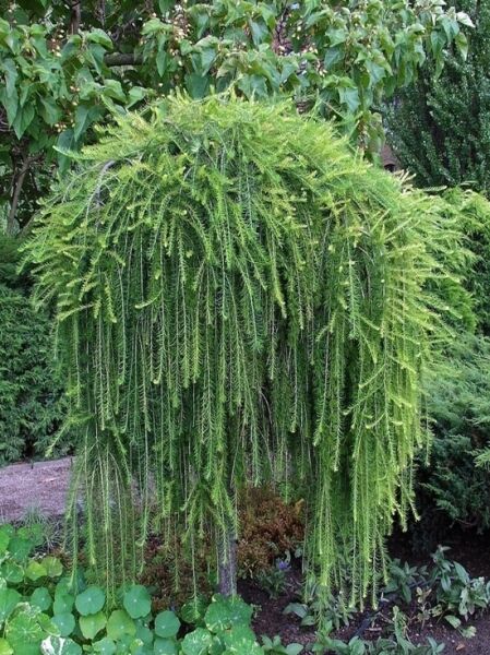 Larix decidua 'Pendula' / Europäische Hängelärche 'Pendula' mit langen, überhängenden Trieben und hellgrünen Nadeln