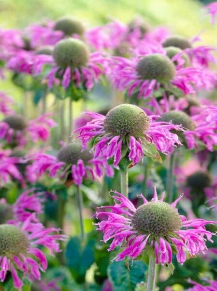 Monarda fistulosa 'Prärienacht' / Indianernessel 'Prärienacht' mit purpurrosa Blütenköpfen und dunkelgrünen Blättern im Beet