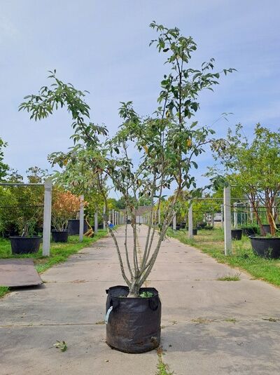 Chinesische Mehlbeere 'Emiel' - Sorbus folgneri 'Emiel' (874170)