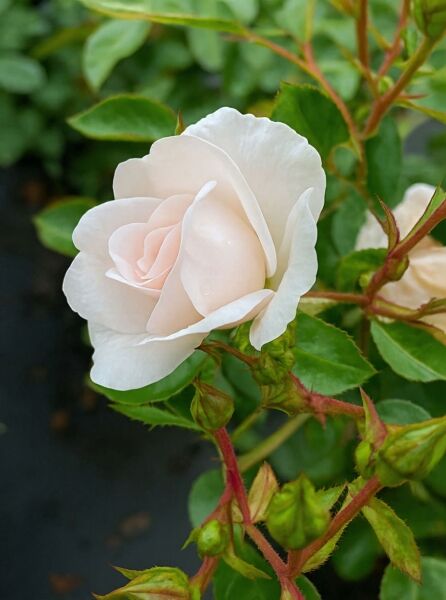 Rosa 'Snow Ballet' / Bodendeckerrose 'Snow Ballet' mit cremeweißer Blüte und Knospen am Trieb, grünes Laub sichtbar
