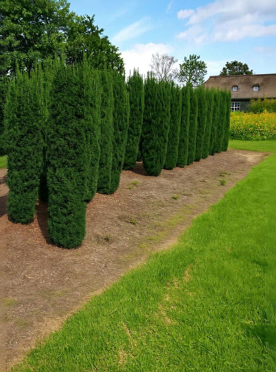 Sulen-Eibe 'Fastigiata' - Taxus baccata 'Fastigiata' - Baumschule NewGarden