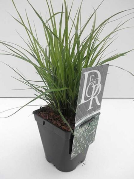 Luzula nivea (Weiße Hainsimse/Schnee-Marbel) C1 im Pflanztopf, grasartige grüne Blätter mit Etikett.