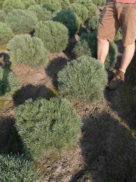Pinus sylvestris 'Watereri' / Strauch-Wald-Kiefer 50-60 cm m. B., kugelige Wuchsform mit dichtem, blaugrünem Nadelwerk