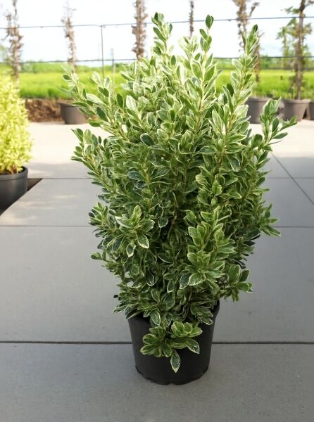 Japanischer Spindelstrauch Euonymus japonicus 'Bravo', buschige Pflanze im Topf mit grün-weiß panaschierten Blättern, 80-100 cm C20