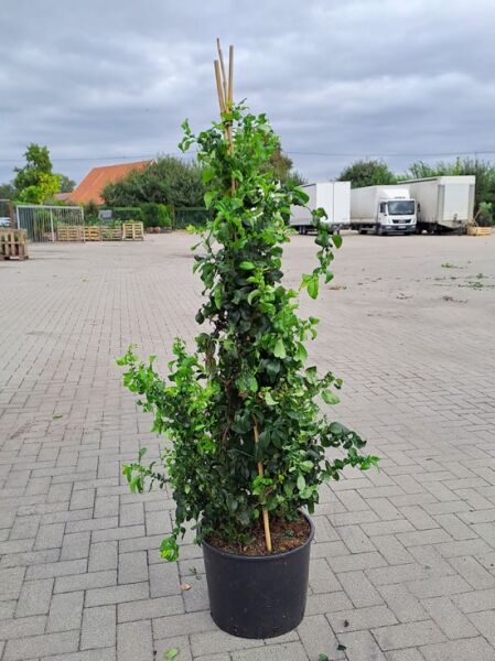 Chaenomeles speciosa 'Kinshiden' / Zierquitte 'Kinshiden' als aufrechter Strauch im schwarzen Container C15, ca. 80–100 cm hoch