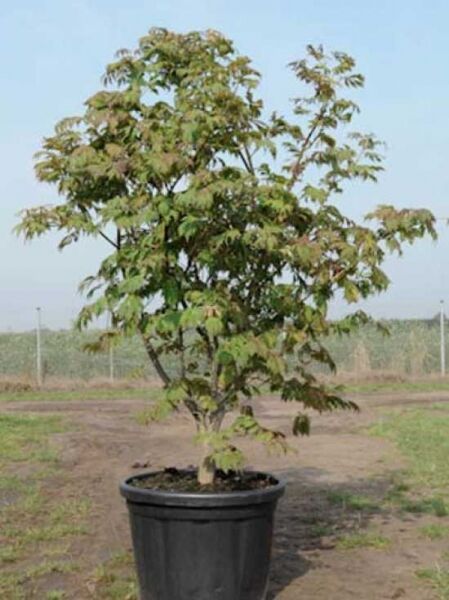 Eisenhutblättriger Ahorn 'Aconitifolium' (Acer japonicum 'Aconitifolium') im Container C80, 150–175 cm, mehrtriebig mit gelappten Blättern.