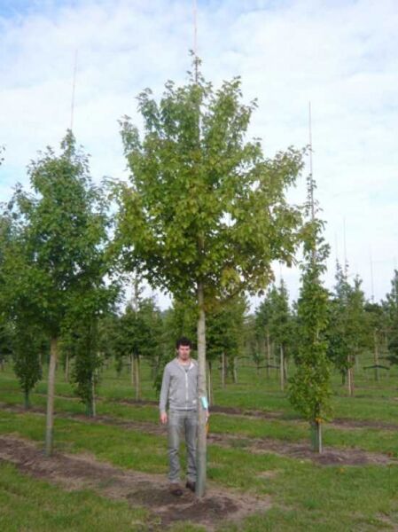 Rot-Ahorn Acer freemanii 'Autumn Blaze', Hochstamm 25-30 StU, Baum mit rundlicher Krone und glattem Stamm im Feldanbau.