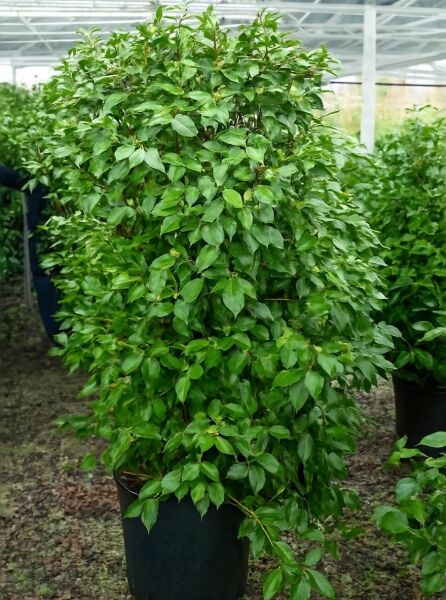 Japanische Kamelie rosa (Camellia japonica) im Topf, ca. 150–175 cm, Container C70, mit dichtem grünem Laub.