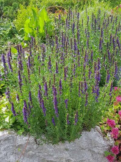 Ysop / Eisenkraut / Ysop / Eisenkraut