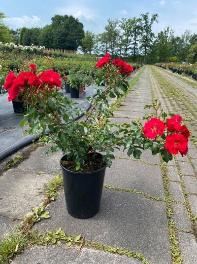 Rosa 'Rotilia ®' (Beetrose 'Rotilia') A-Qualität C 4, Topfrose mit roten Blüten und grünem Laub im Container