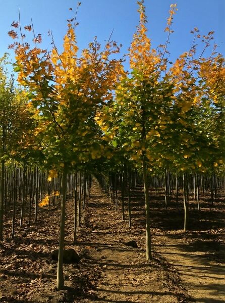 Spitz-Ahorn (Acer platanoides) Hochstamm 12-14 StU mit Drahtballen, Baumreihe mit gelbgrünem Herbstlaub in Baumschule.