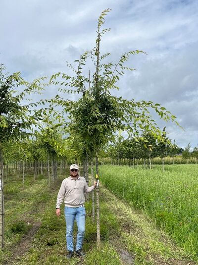 Zelkova serrata 'Green Vase', Japanische Zelkove 'Green Vase' Hochstamm 16-18 StU mit durchgehendem Stamm und grünen Blättern