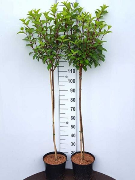Rispen-Hortensie Hydrangea paniculata 'Vanille Fraise ®', 80 cm Stamm C7, im Topf mit belaubter Krone.