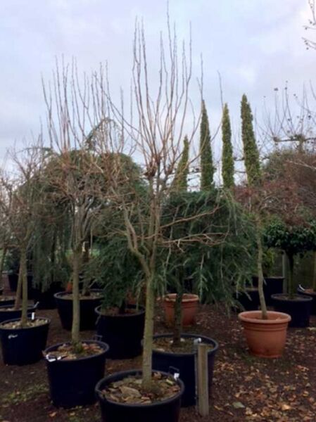 Diospyros kaki (Kakipflaume) Halbstamm 18–20 STU im C90-Topf, laubabwerfender Baum mit verzweigten Trieben.