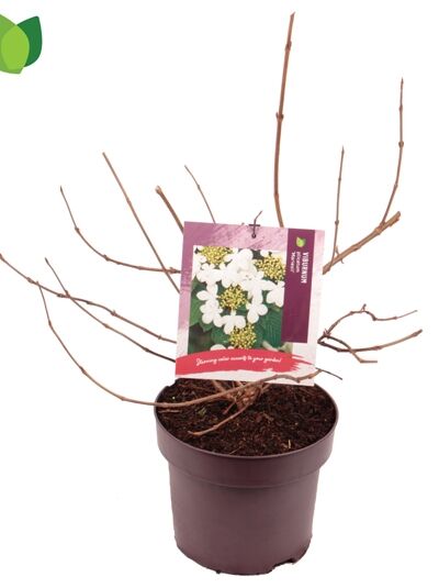 Japanischer Etagen-Schneeball 'Mariesii' / Viburnum plicatum 'Mariesii'