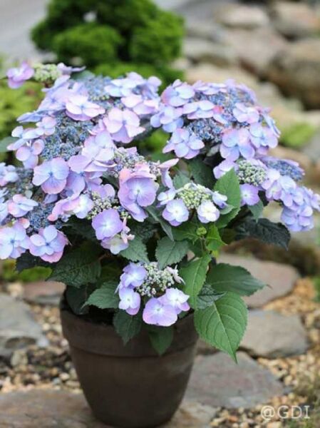 Hydrangea serrata 'Blueberry Cheesecake' ® / Teller-Hortensie 'Blueberry Cheesecake'