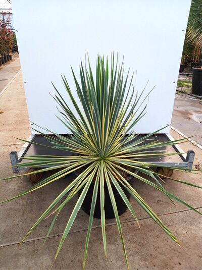 Gelbgestreifte Palmlilie 'Bright Edge' - Yucca filamentosa 'Bright Edge'