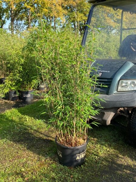 Bambus 'Violet Woods' ® / Bambus 'Violet Woods' ®