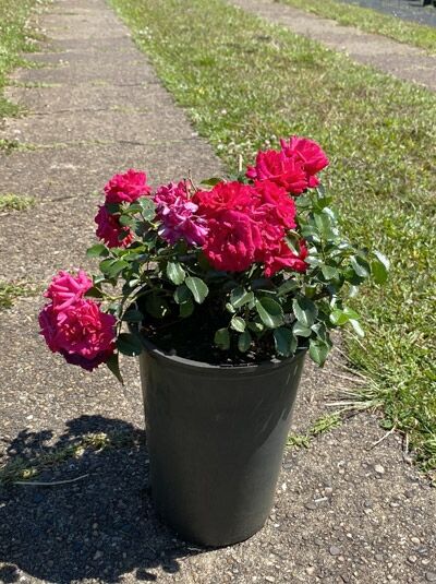 Rosa 'Gärtnerfreude ®' / Bodendeckerrose 'Gärtnerfreude' A-Qualität C 4 im Topf mit pinken Blüten und grünem Laub