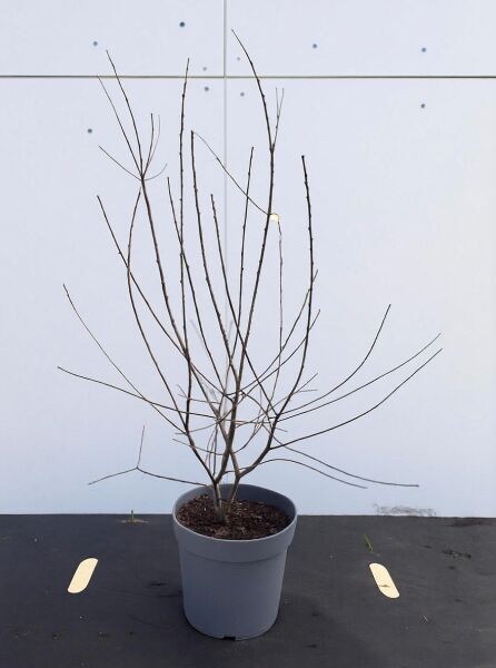 Prunus spinosa (Schlehe/Schwarzdorn) 80-100 cm C4, laubloser Strauch im Topf mit mehreren aufrechten Trieben