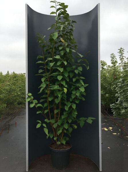 Prunus padus / Trauben-Kirsche, Strauch im Topf C20, Höhe 175-200 cm, mit aufrechtem Wuchs und grünen Blättern