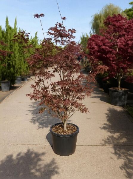 Japanischer Fächer-Ahorn 'Moonfire' (Acer palmatum 'Moonfire') 125-150 cm C25 im schwarzen Topf, rotlaubig verzweigt