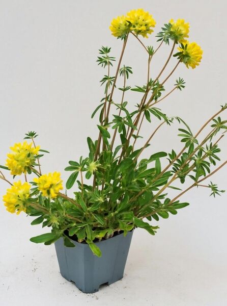 Heimischer Wundklee (Anthyllis vulneraria) im Topf P9 mit gelben Blüten und grünem Laub