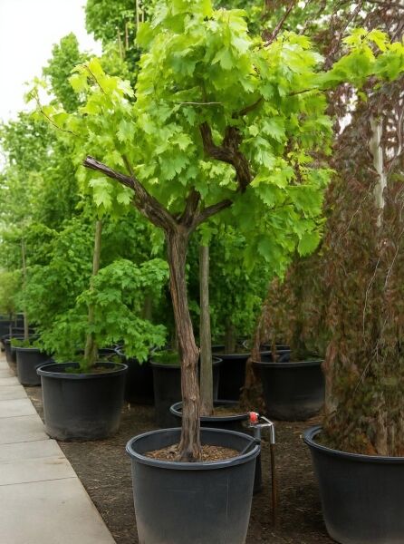 Vitis vinifera (Weinrebe) Hochstamm ca. 150 cm, im Container, kräftiger Stamm mit belaubter Krone