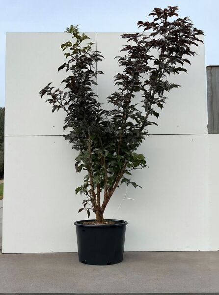 Sambucus nigra 'Black Tower ®' / Schwarzer Säulenholunder 'Black Tower ®' 150-175 cm C20, Topfpflanze mit dunklem Laub