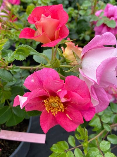 Rosa 'Eyes on Me' ® / Strauchrose 'Eyes on Me' ® mit pinken, halbgefüllten Blüten und gelben Staubgefäßen, grünem Laub