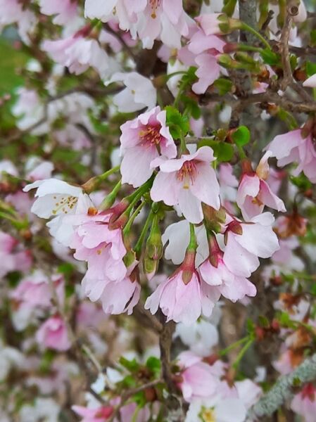 Frühkirsche / Geschlitzte Kirsche 'Kojou-no-mai' / Frühkirsche / Geschlitzte Kirsche 'Kojou-no-mai'