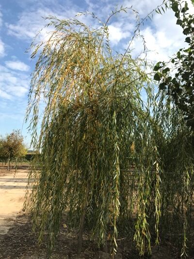 Salix sepulcralis 'Chrysocoma' / Hänge-Weide, Trauer-Weide 'Chrysocoma' Hochstamm mit überhängenden Trieben und schmalen Blättern.