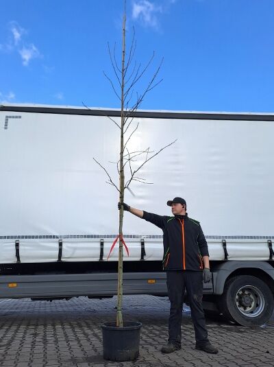 Amerikanischer Amberbaum 'Moraine' / Amerikanischer Amberbaum 'Moraine'