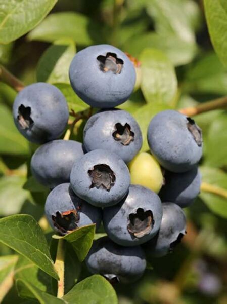 Vaccinium corymbosum 'Bluegold' / Heidelbeere 'Bluegold'