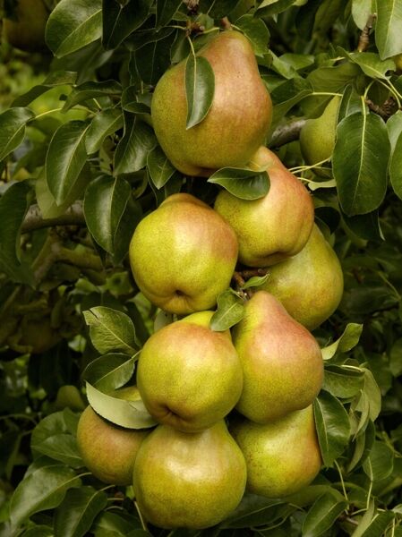 Birne 'Doyenné du Comice' / Vereinsdechantsbirne / Pyrus communis 'Doyenné du Comice'