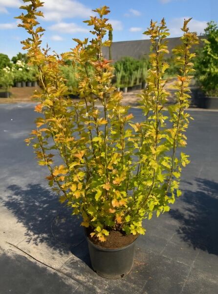 Physocarpus opulifolius 'Amber Jubilee ®' / Blasenspiere 'Amber Jubilee ®' 125-150 cm C20 mit gelb-orangefarbenem Laub im Topf
