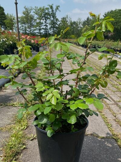 Strauchrose Rosa 'Cinderella®' im Topf C5, buschiger Wuchs mit mehreren Trieben und grünen, gefiederten Blättern.