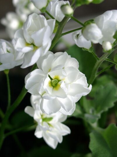 Garten-Gänsekresse 'Plena' - Arabis caucasica 'Plena'