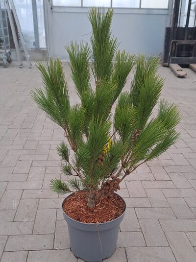 Japanische Schirm-Rotkiefer - Pinus densiflora 'Umbraculifera'