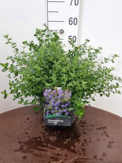 Kriechende Säckelblume (Ceanothus thyrsiflorus repens), buschige grüne Pflanze im Topf, 40–50 cm, C10.