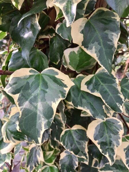 Nordafrikanisches Efeu 'Gloire de Marengo' / Hedera algeriensis 'Gloire de Marengo'