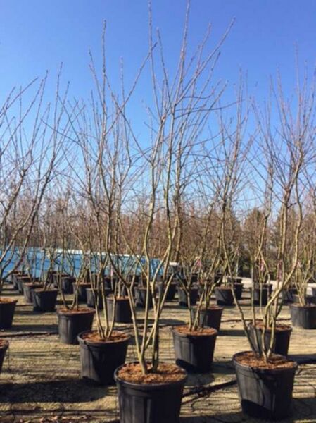 Kupfer-Felsenbirne 'mehrstämmig' / Amelanchier lamarckii