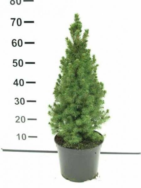 Zuckerhut-Fichte / Picea glauca 'Conica'