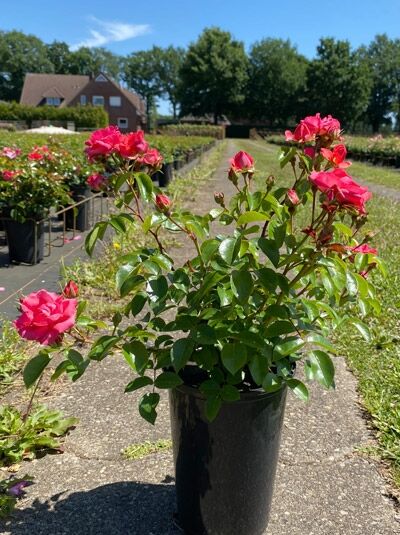 Rosa 'Lichtblick'® (Strauchrose 'Lichtblick'®) C5, Topfpflanze mit pinkroten Blüten und grünem Laub