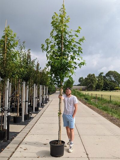 Amberbaum 'Worplesdon' / Amberbaum 'Worplesdon'