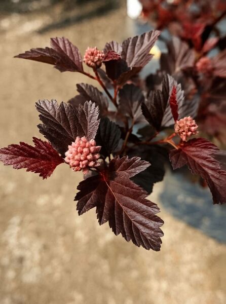 Physocarpus opulifolius 'Tiny Wine®' / Blasenspiere 'Tiny Wine' mit dunkelroten Blättern und rosafarbenen Blütenknospen