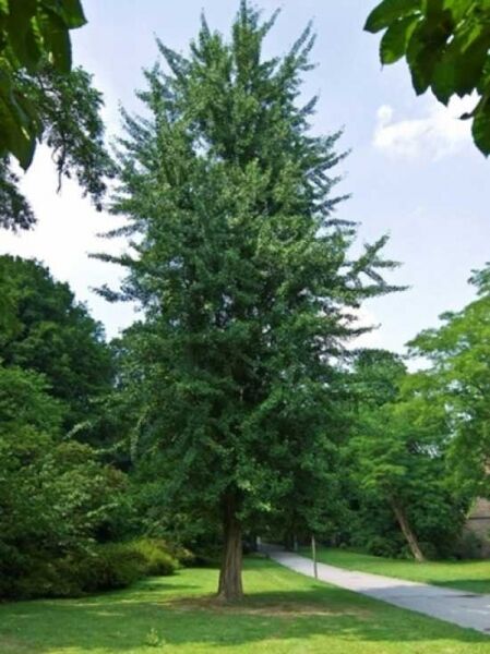 Säulenförmiger Ginkgobaum 'Tremonia' / Ginkgo biloba 'Tremonia'